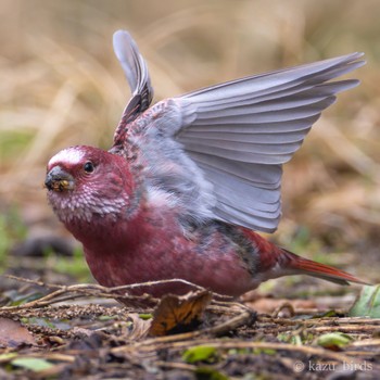 Pallas's Rosefinch 九州 Fri, 1/12/2024