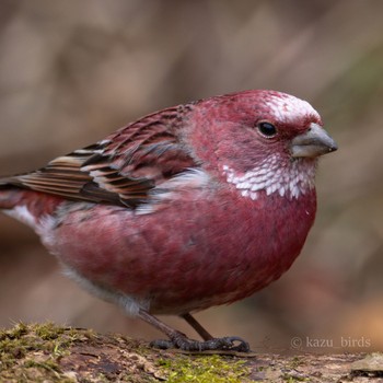 Pallas's Rosefinch 九州 Mon, 3/4/2024