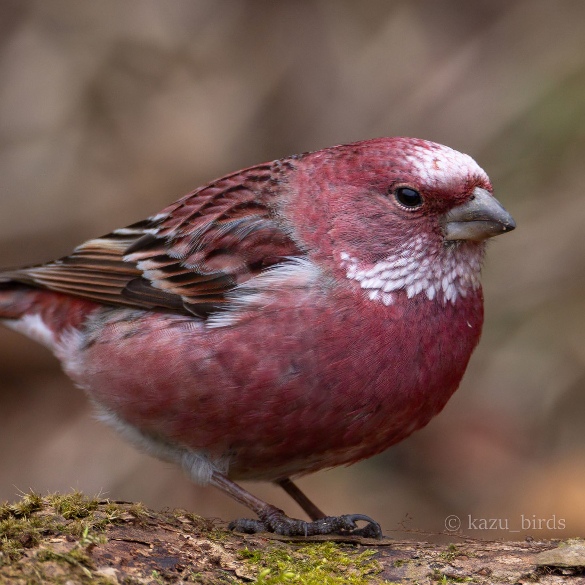 Photo of Pallas's Rosefinch at 九州 by アグリ