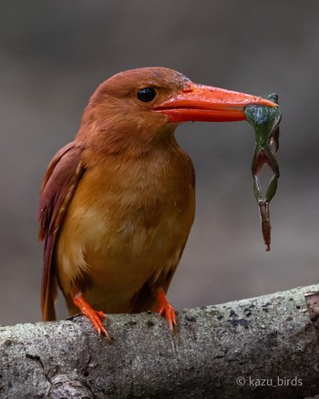 Ruddy Kingfisher 九州 Sat, 6/17/2023