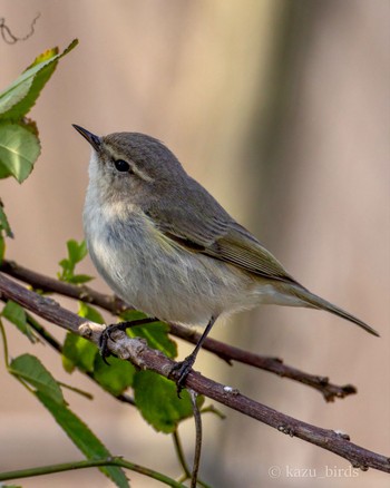 Common Chiffchaff 九州 Tue, 2/13/2024