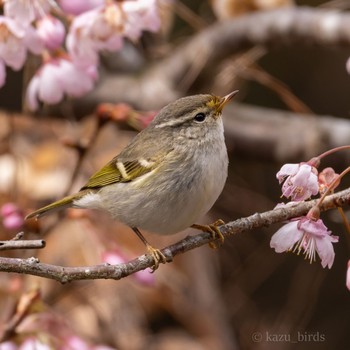 Yellow-browed Warbler 九州 Mon, 3/4/2024