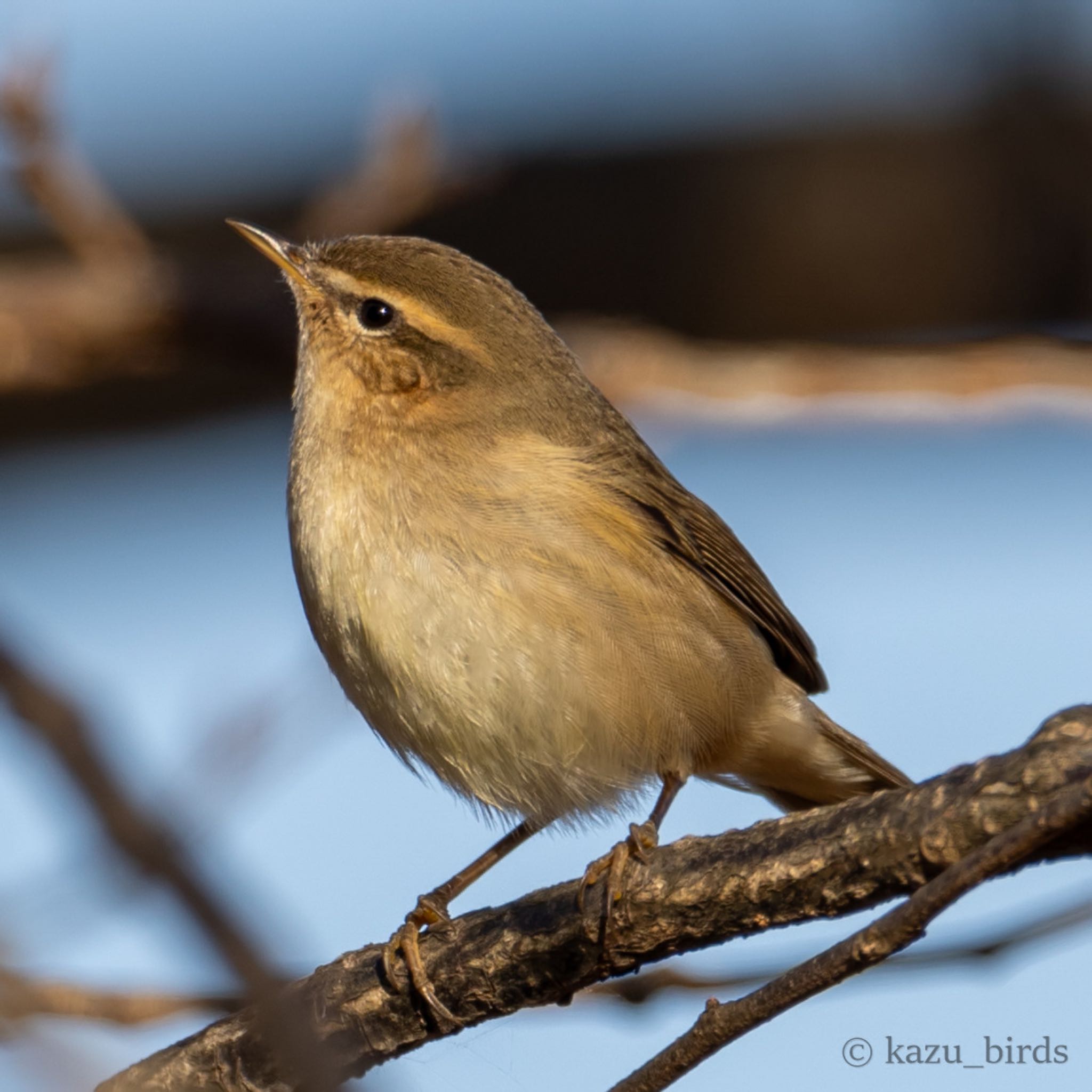 Photo of Dusky Warbler at 熊本 by アグリ