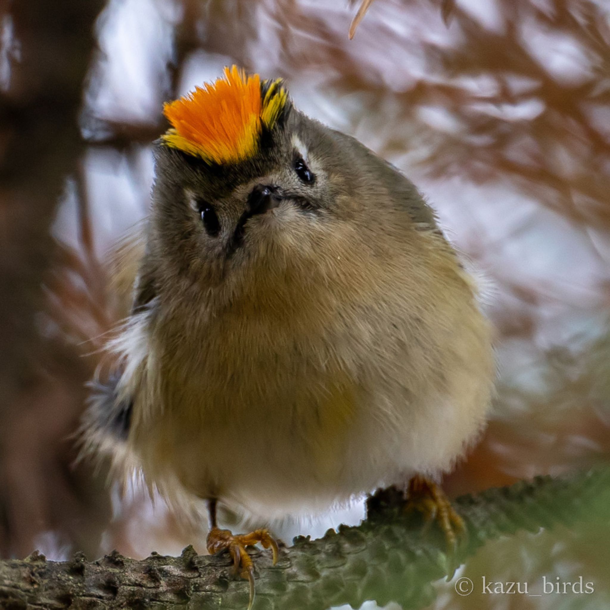Photo of Goldcrest at 佐賀 by アグリ