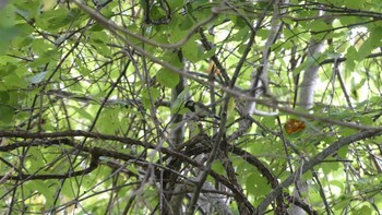 シジュウカラ 青葉公園(千歳市) 2018年8月26日(日)