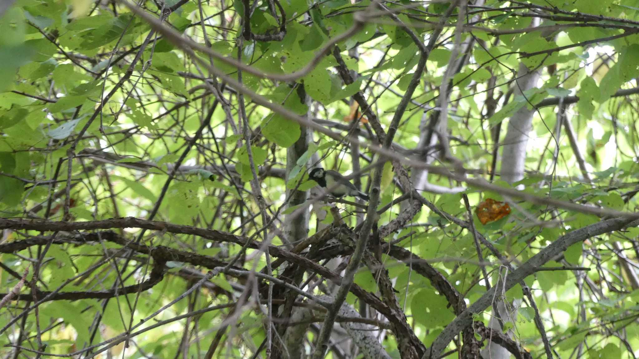 Japanese Tit