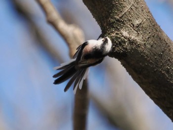 エナガ 秋ヶ瀬公園 2024年3月2日(土)