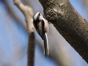 エナガ 秋ヶ瀬公園 2024年3月2日(土)