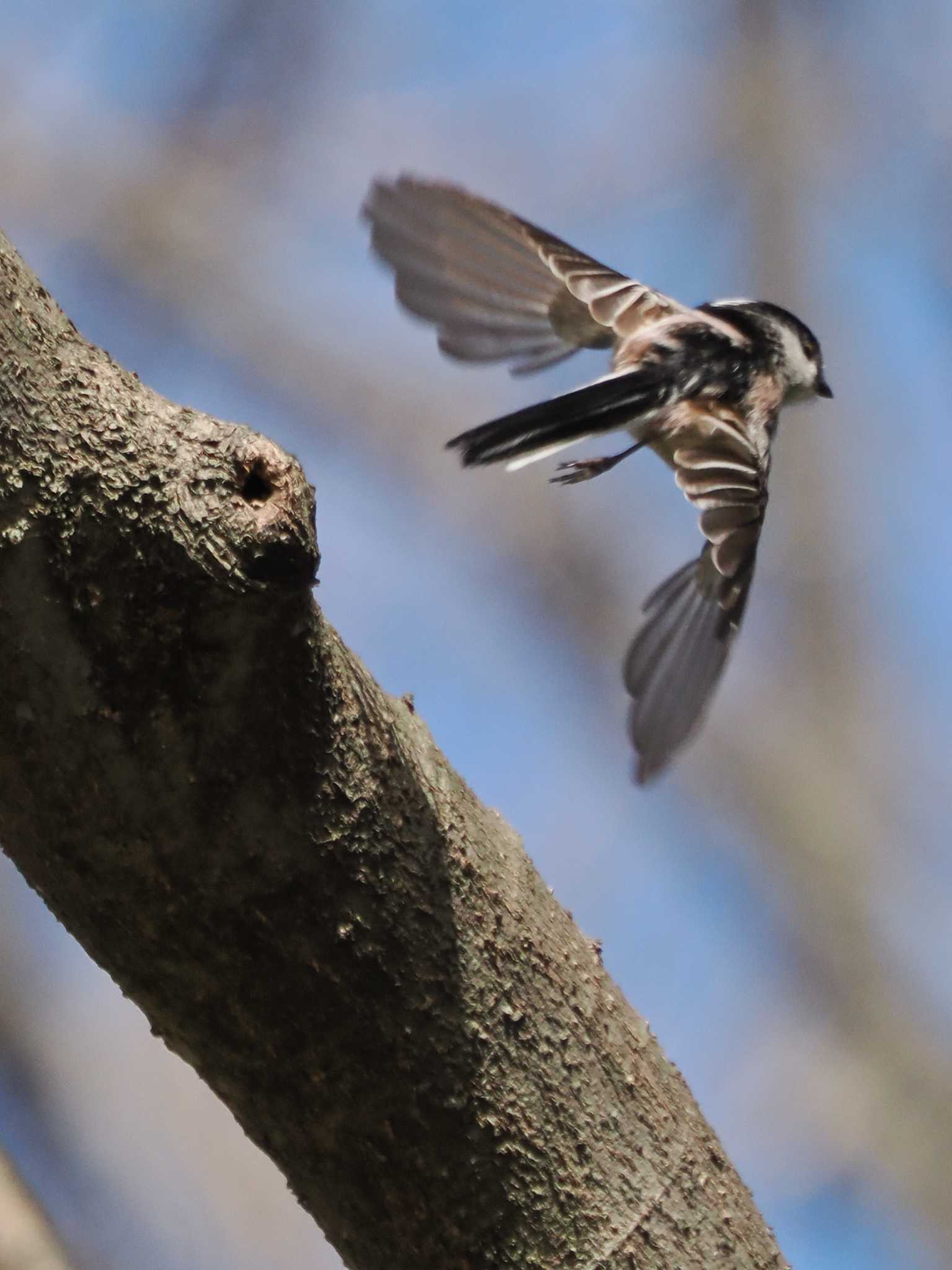 Photo of Long-tailed Tit at Akigase Park by Q-chan