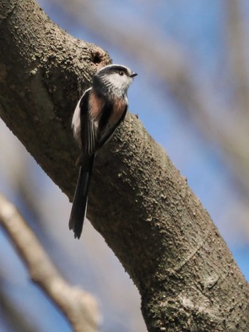 Long-tailed Tit Akigase Park Sat, 3/2/2024