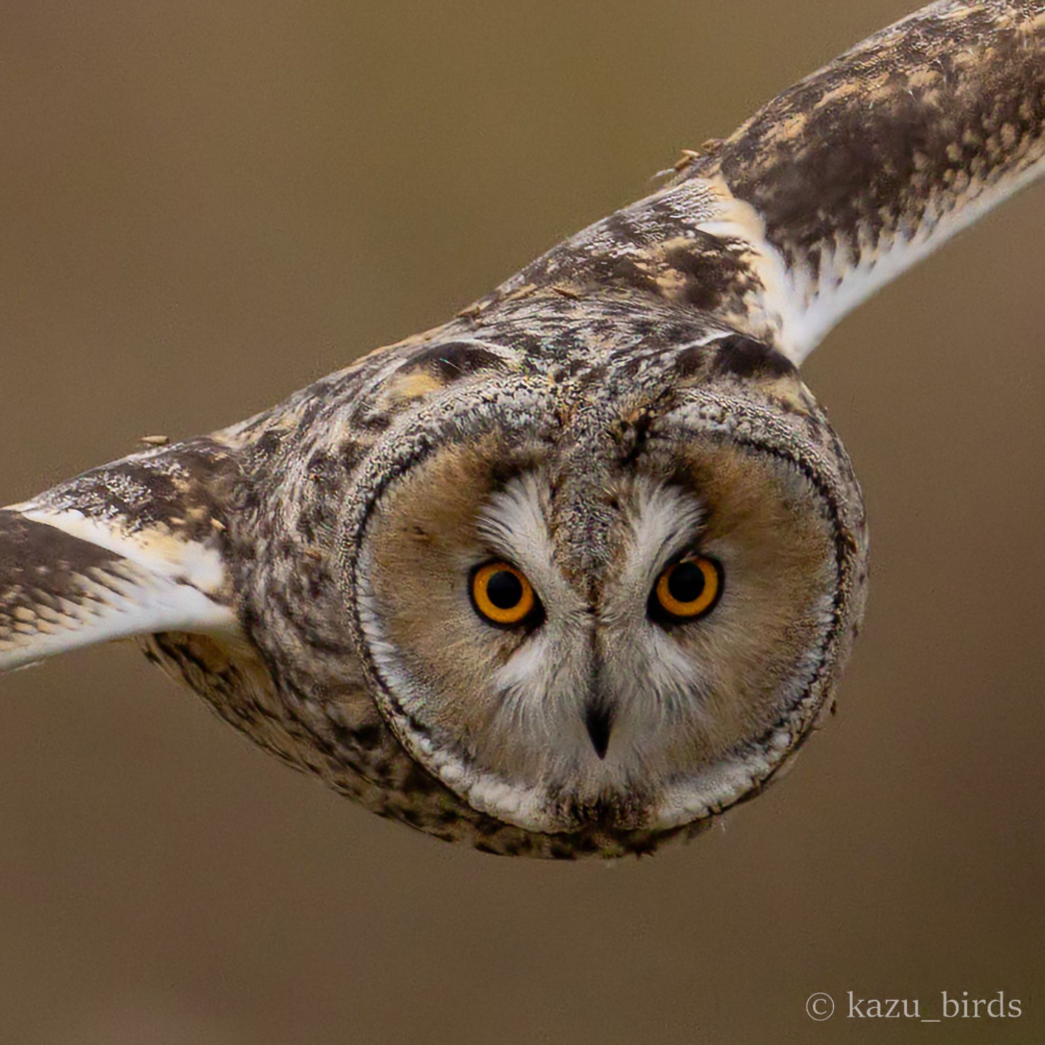 九州 トラフズクの写真