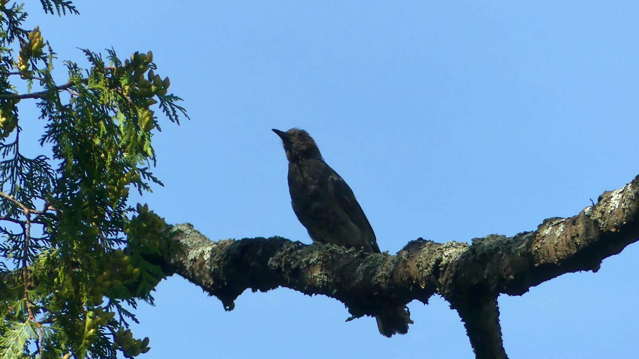 Brown-eared Bulbul