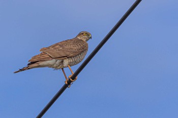 Eurasian Sparrowhawk 喜瀬川 Sun, 2/4/2024