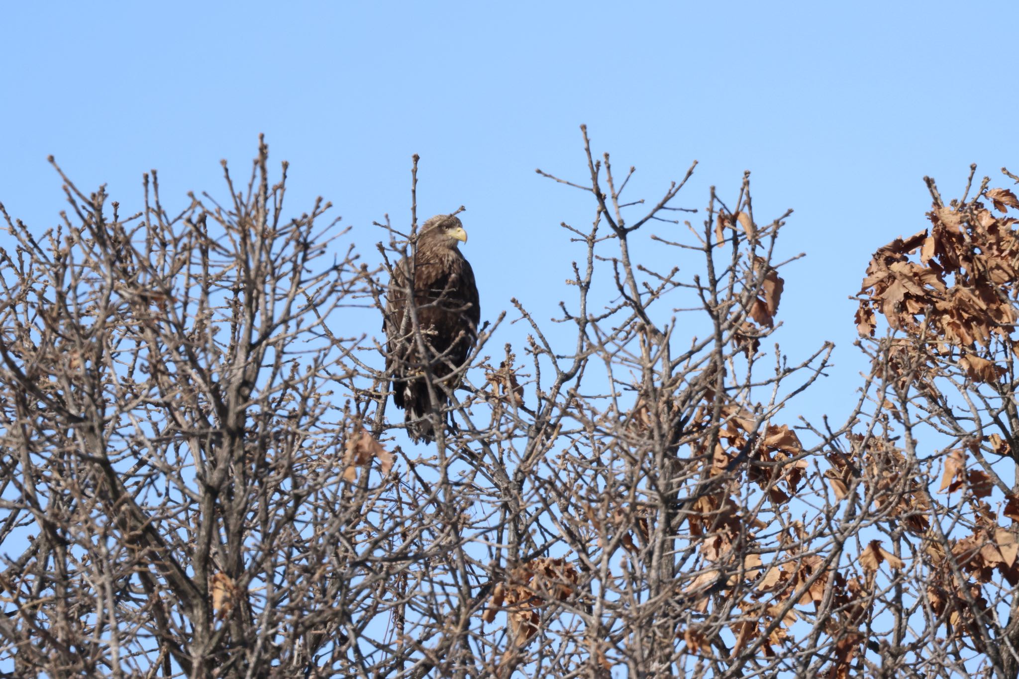 Photo of White-tailed Eagle at むかわ町(河口、漁港) by will 73