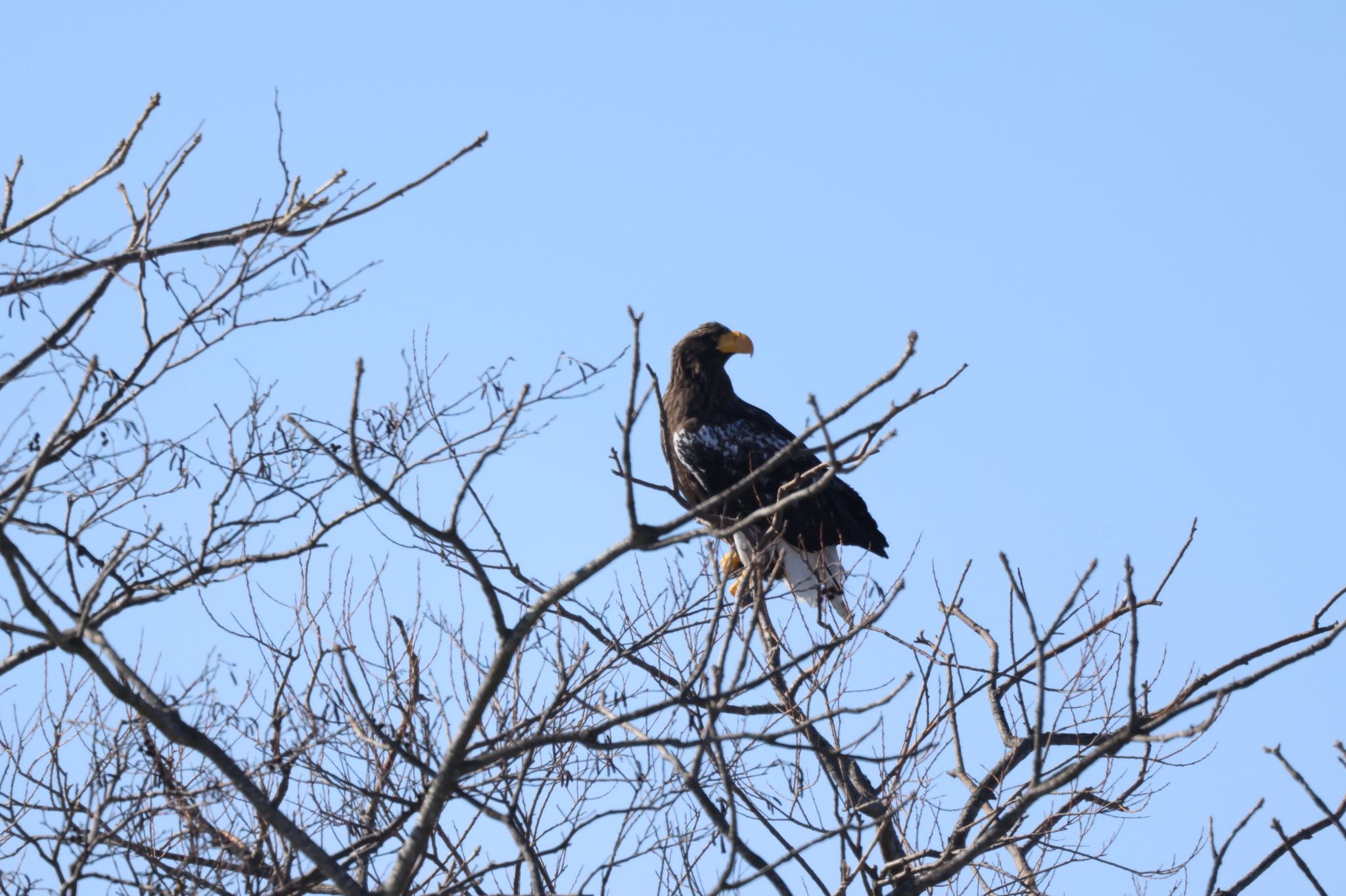 Photo of Steller's Sea Eagle at むかわ町(河口、漁港) by will 73