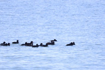 Black Scoter むかわ町(河口、漁港) Fri, 3/8/2024