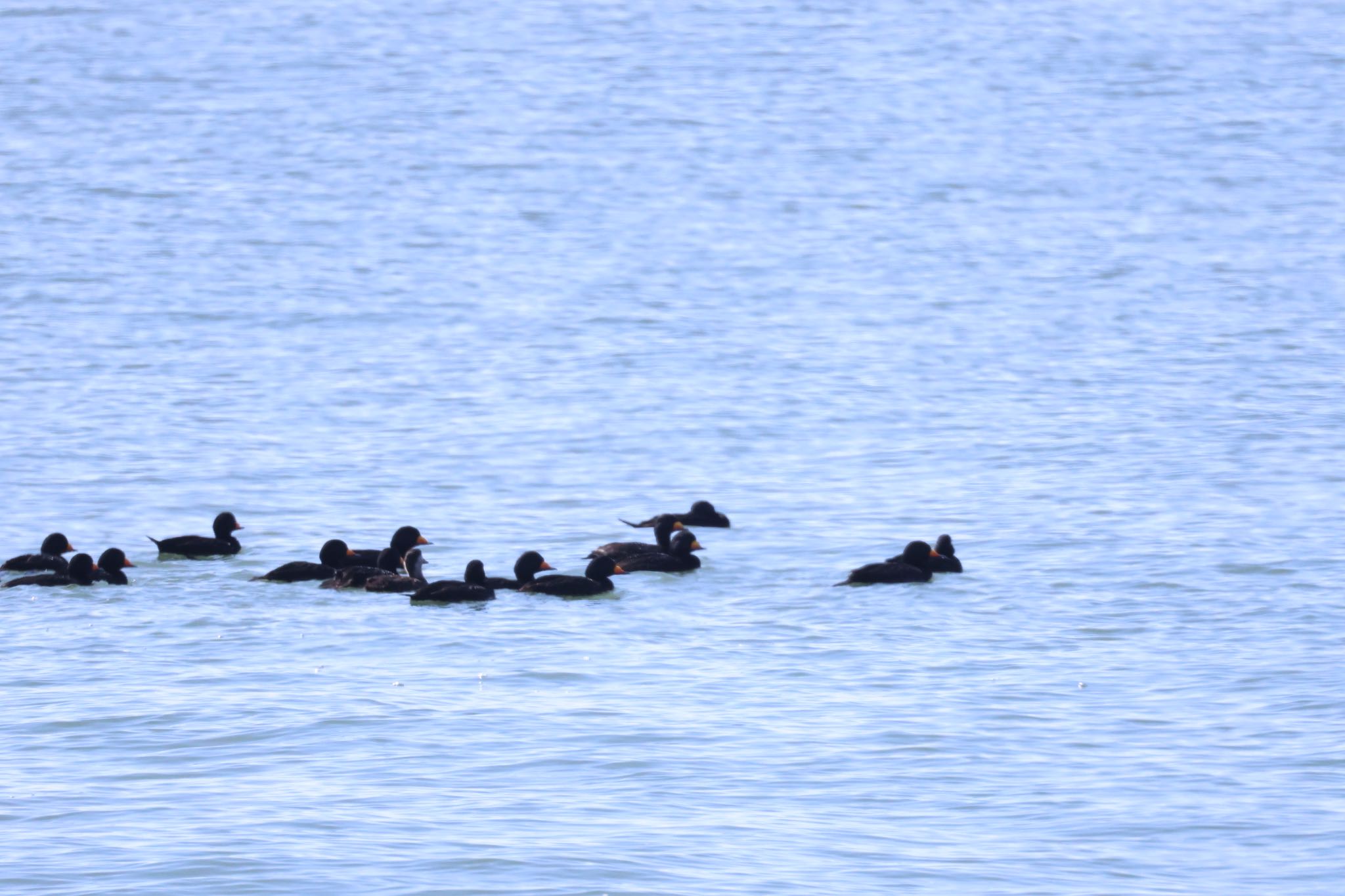 Photo of Black Scoter at むかわ町(河口、漁港) by will 73