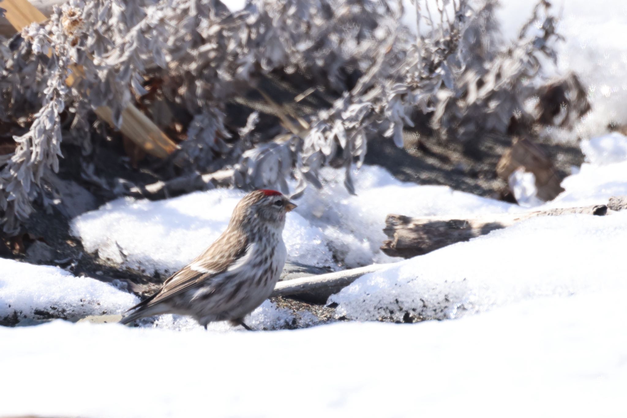 Photo of Common Redpoll at むかわ町(河口、漁港) by will 73