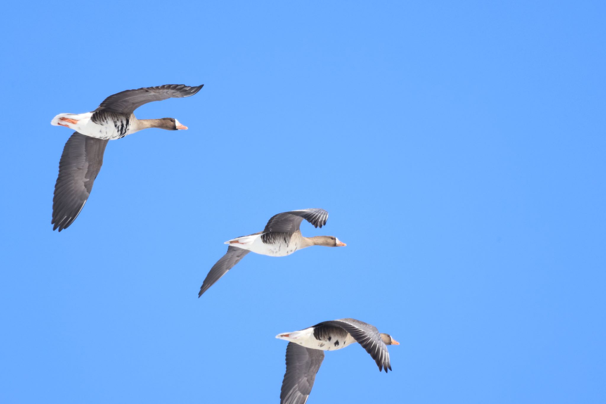 Greater White-fronted Goose