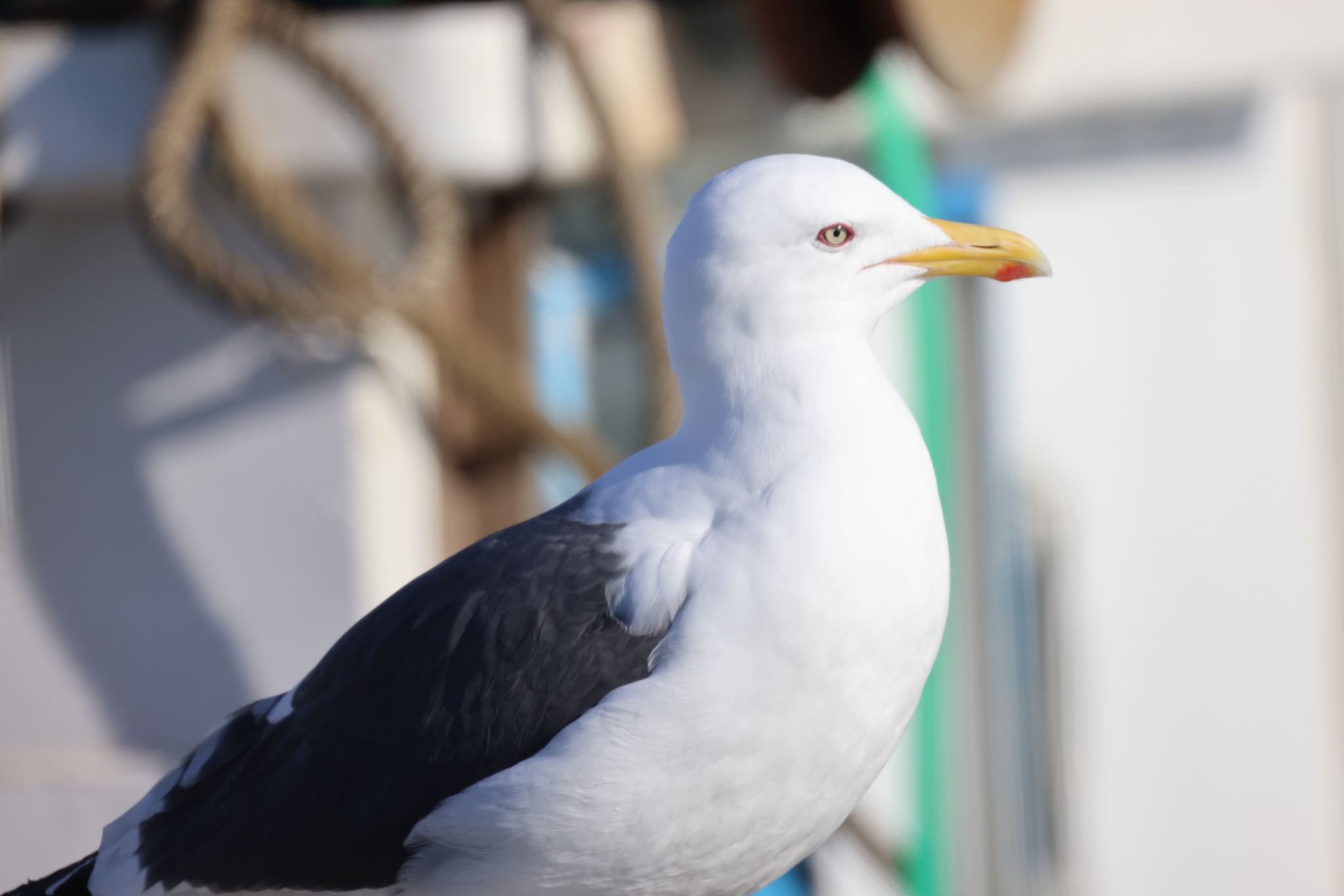 Photo of Slaty-backed Gull at むかわ町(河口、漁港) by will 73