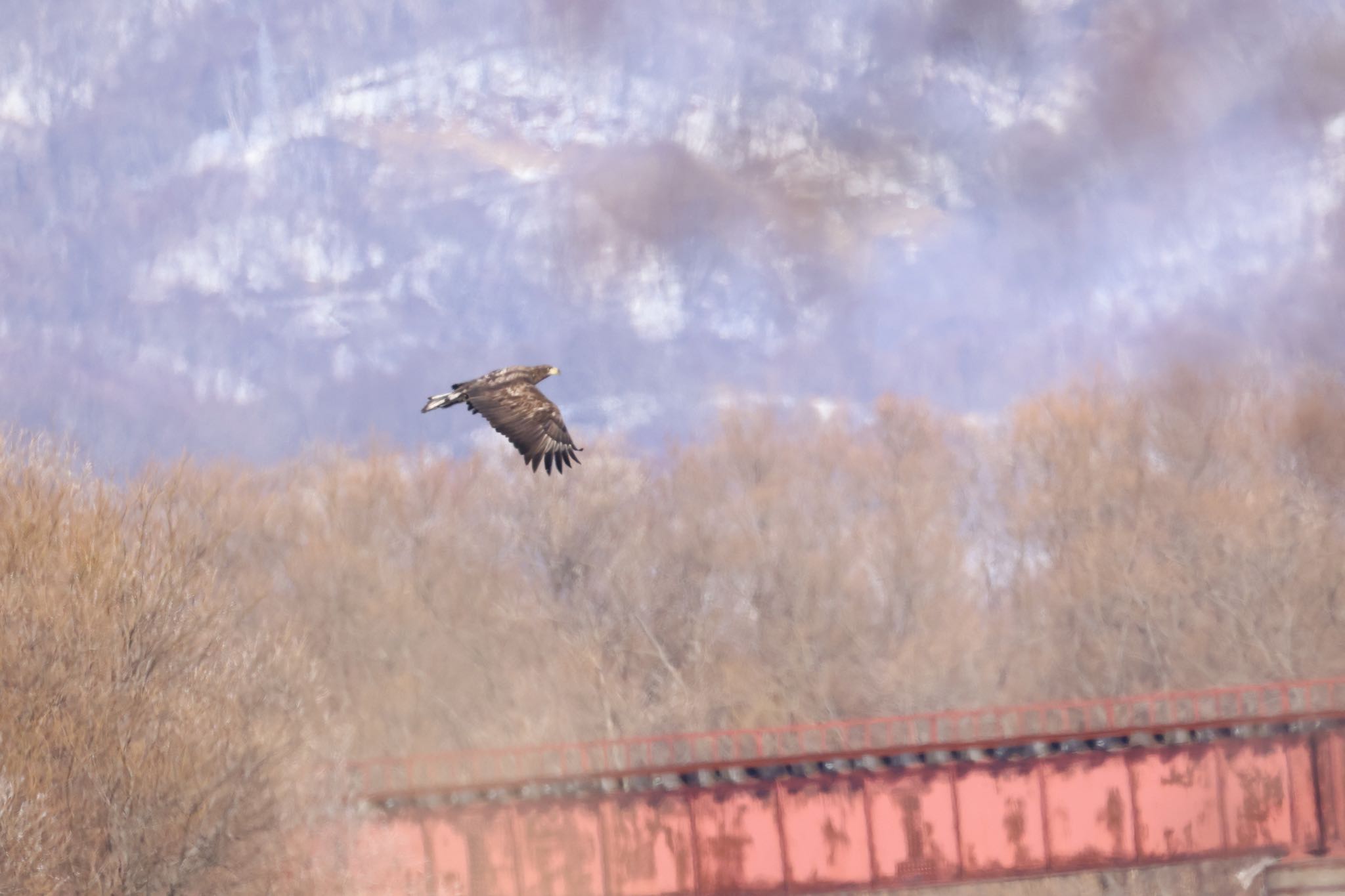 Photo of White-tailed Eagle at むかわ町(河口、漁港) by will 73