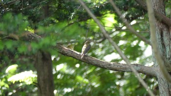 2018年9月2日(日) 鶴乃湯温泉の野鳥観察記録