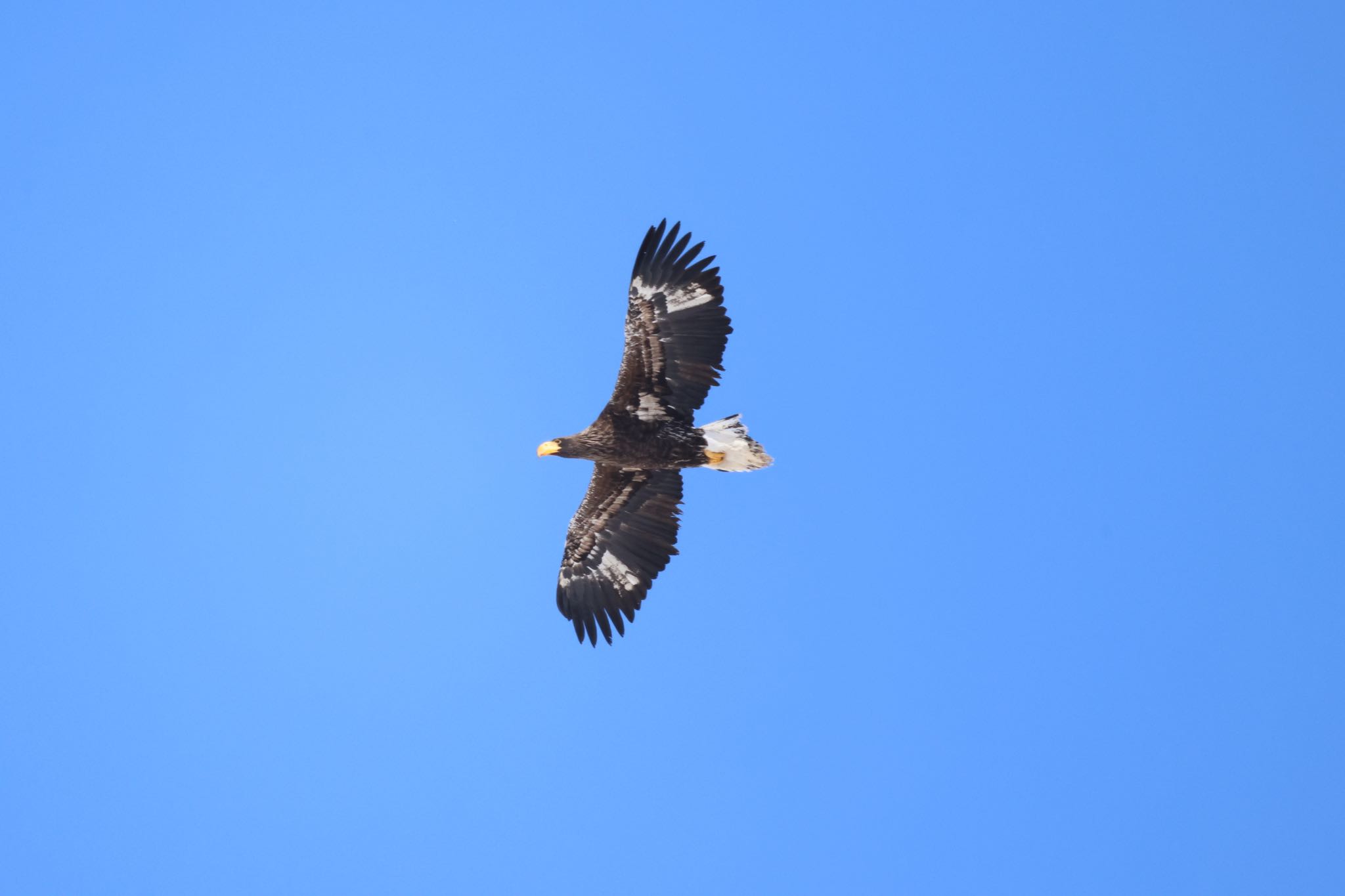 Steller's Sea Eagle