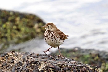 Water Pipit Kasai Rinkai Park Thu, 3/7/2024