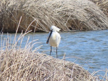 2024年3月4日(月) 蕪栗沼の野鳥観察記録