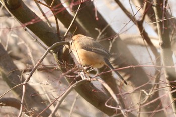 Bull-headed Shrike Mitsuike Park Fri, 3/8/2024