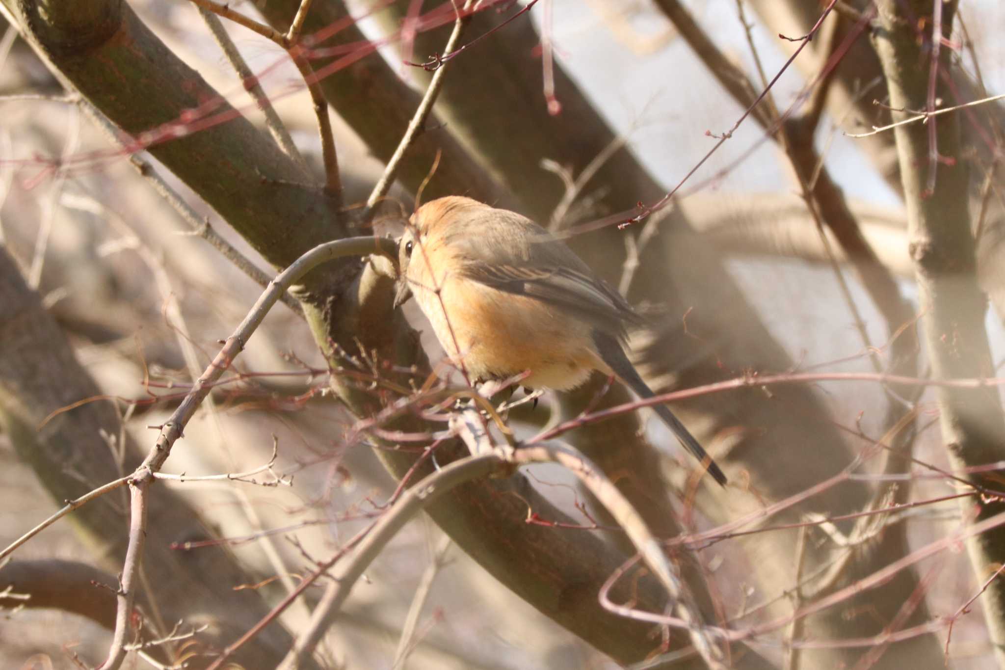 Bull-headed Shrike