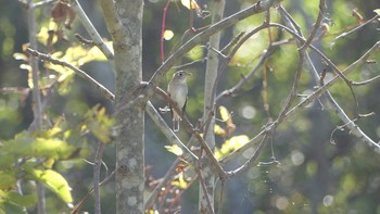 Sun, 9/23/2018 Birding report at 林東公園(千歳市)