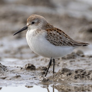 Western Sandpiper Daijugarami Higashiyoka Coast Mon, 10/2/2023