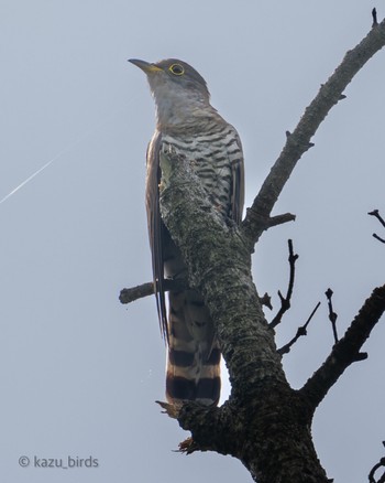 Indian Cuckoo 福岡 Mon, 5/22/2023