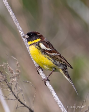 Yellow-breasted Bunting 九州 Mon, 5/8/2023