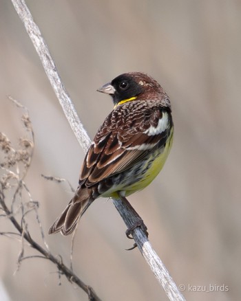 Yellow-breasted Bunting 九州 Mon, 5/8/2023