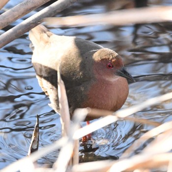 Ruddy-breasted Crake 平戸永谷川(横浜市) Sat, 3/9/2024