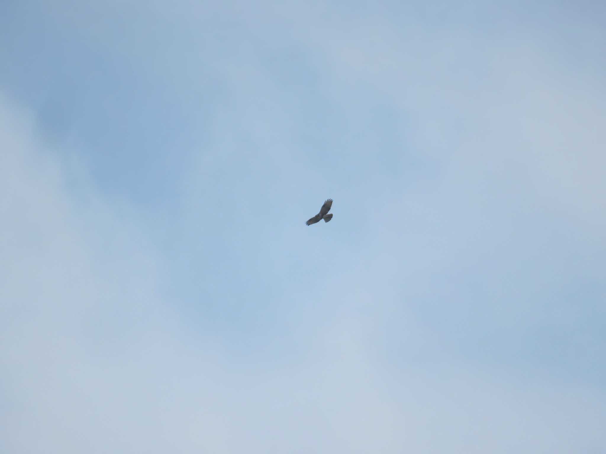 Eastern Buzzard