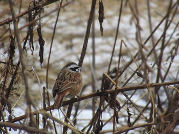 Meadow Bunting 神奈川県横浜市 Fri, 3/8/2024