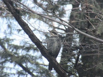 Dusky Thrush 神奈川県横浜市 Fri, 3/8/2024