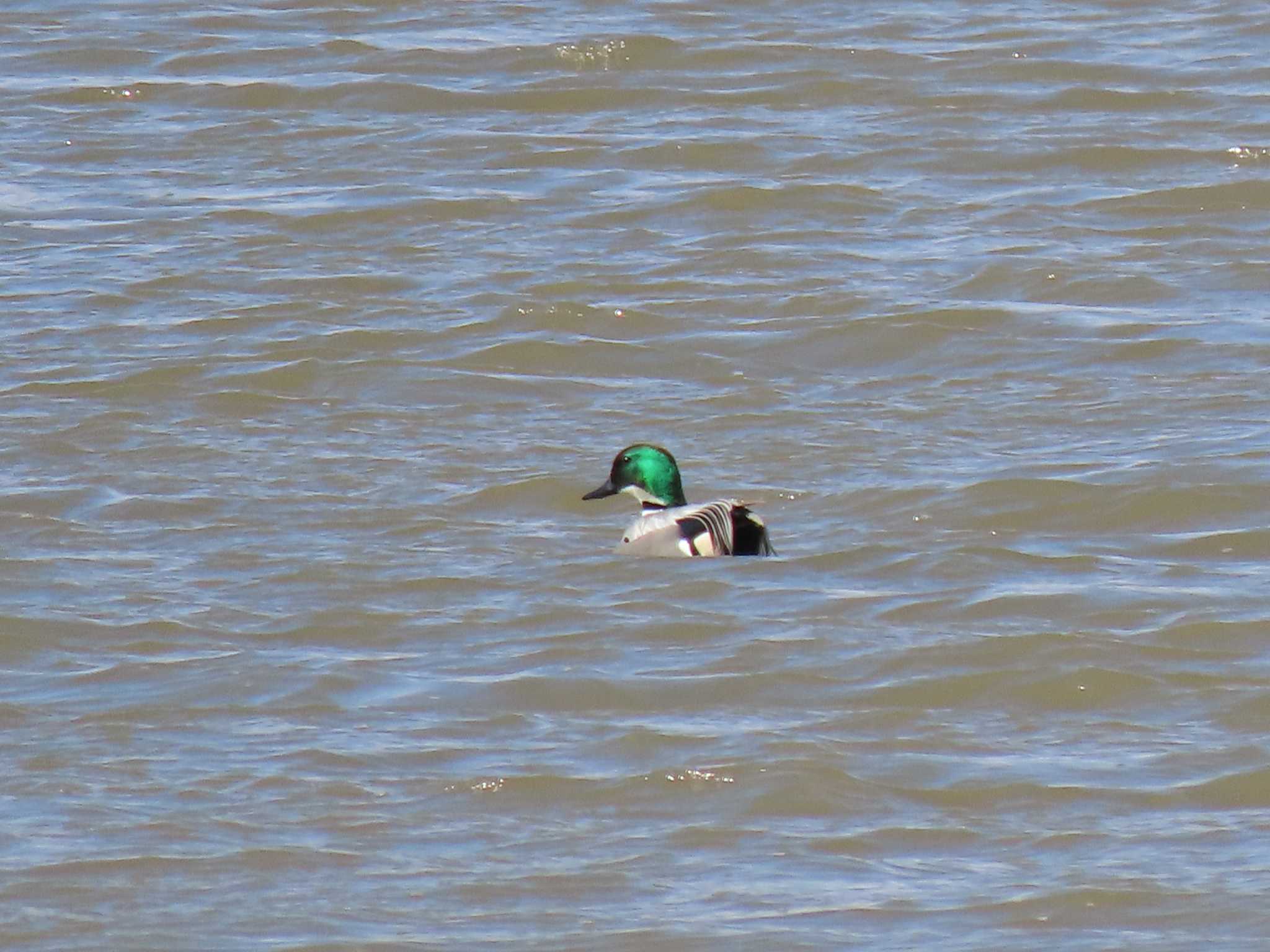 Falcated Duck