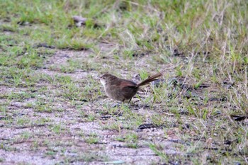 Eastern Bristlebird