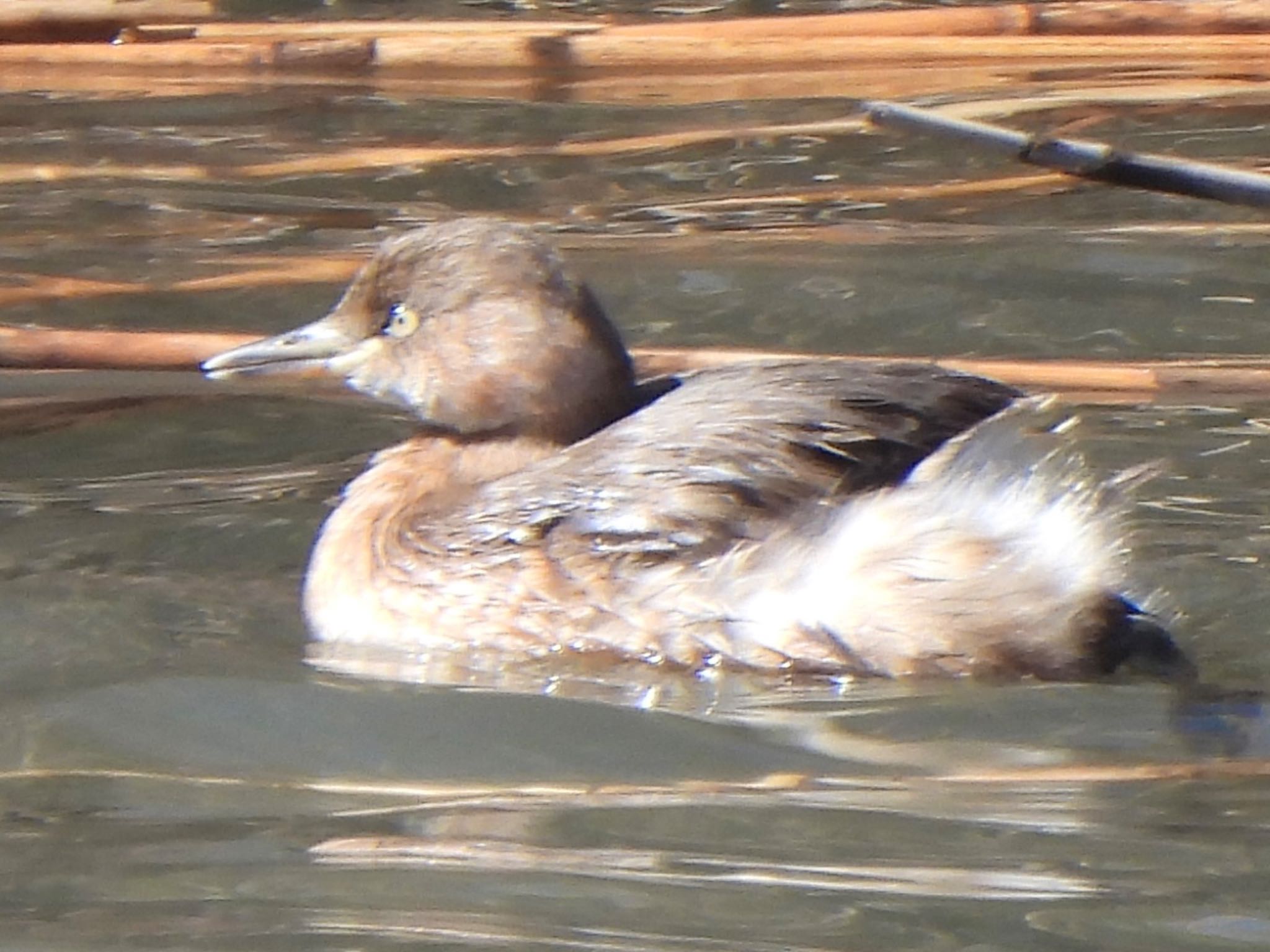 Little Grebe