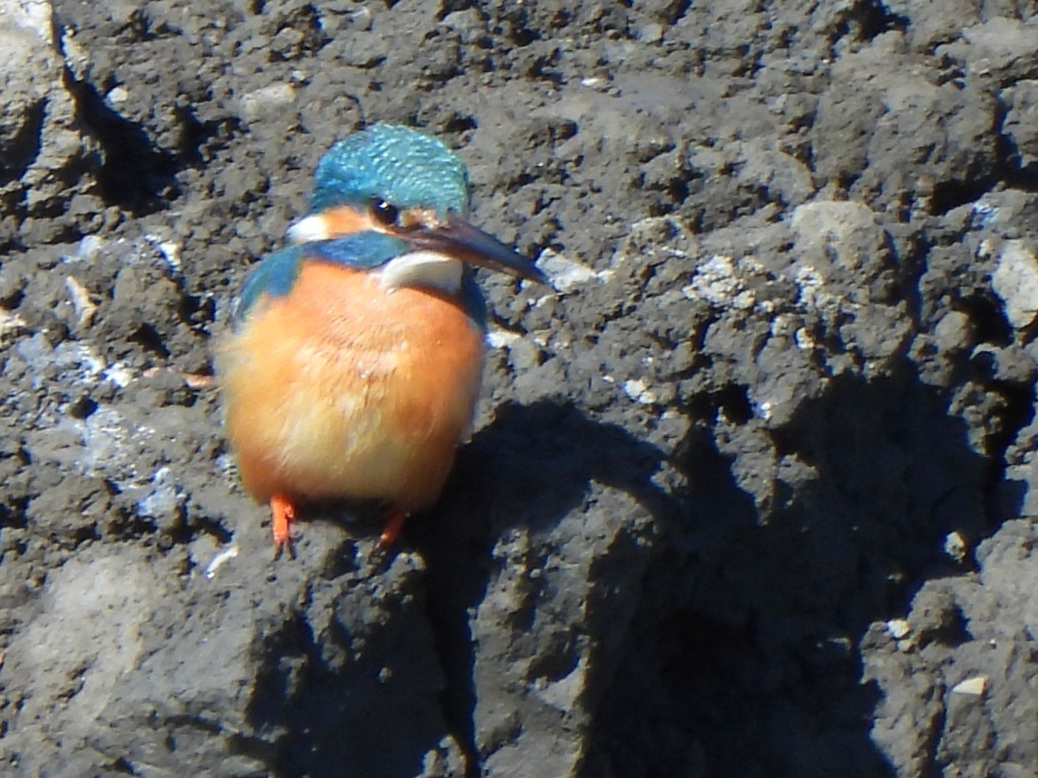 Photo of Common Kingfisher at 芝川第一調節池(芝川貯水池) by ツピ太郎