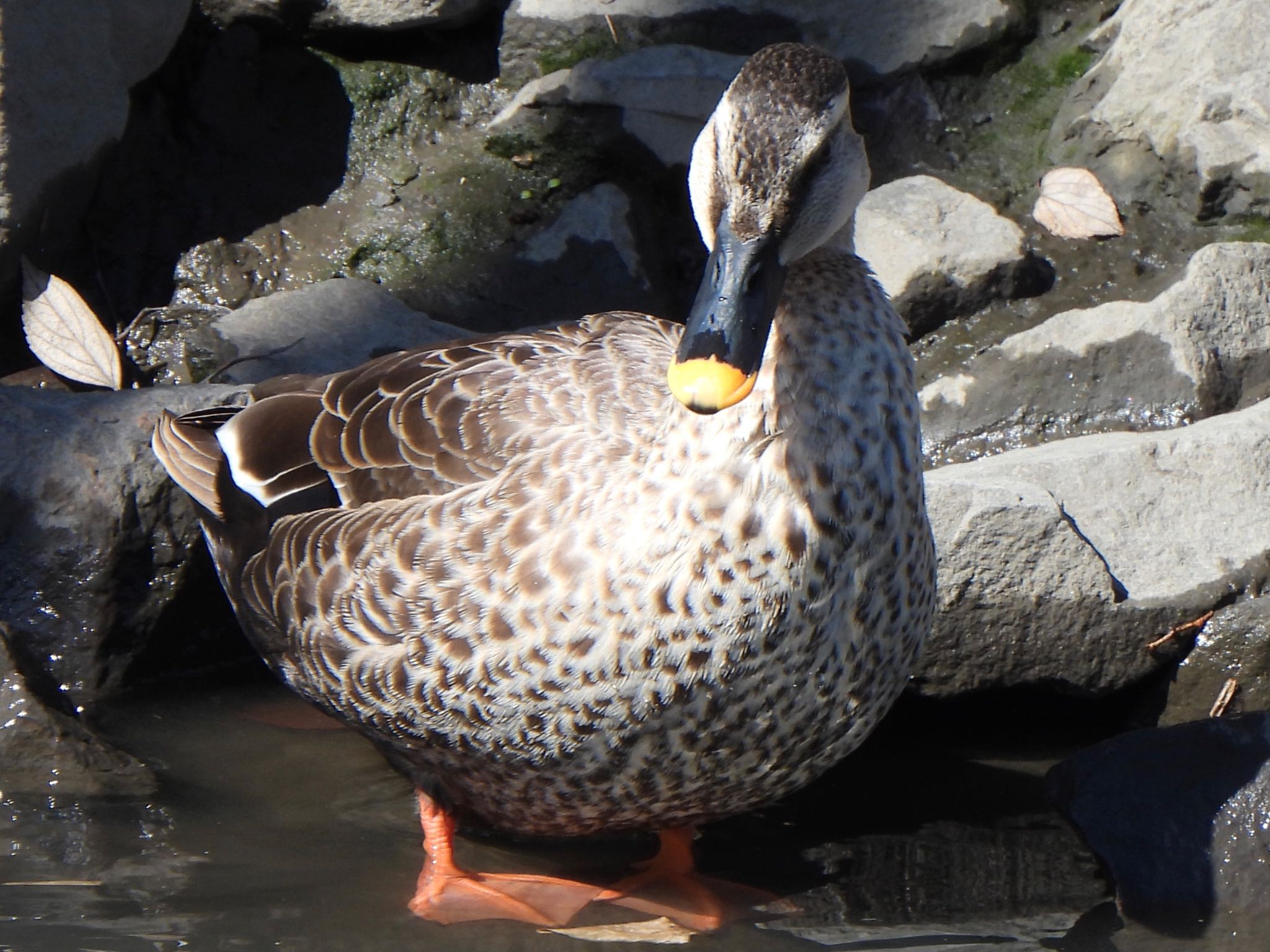 Photo of Eastern Spot-billed Duck at 芝川第一調節池(芝川貯水池) by ツピ太郎