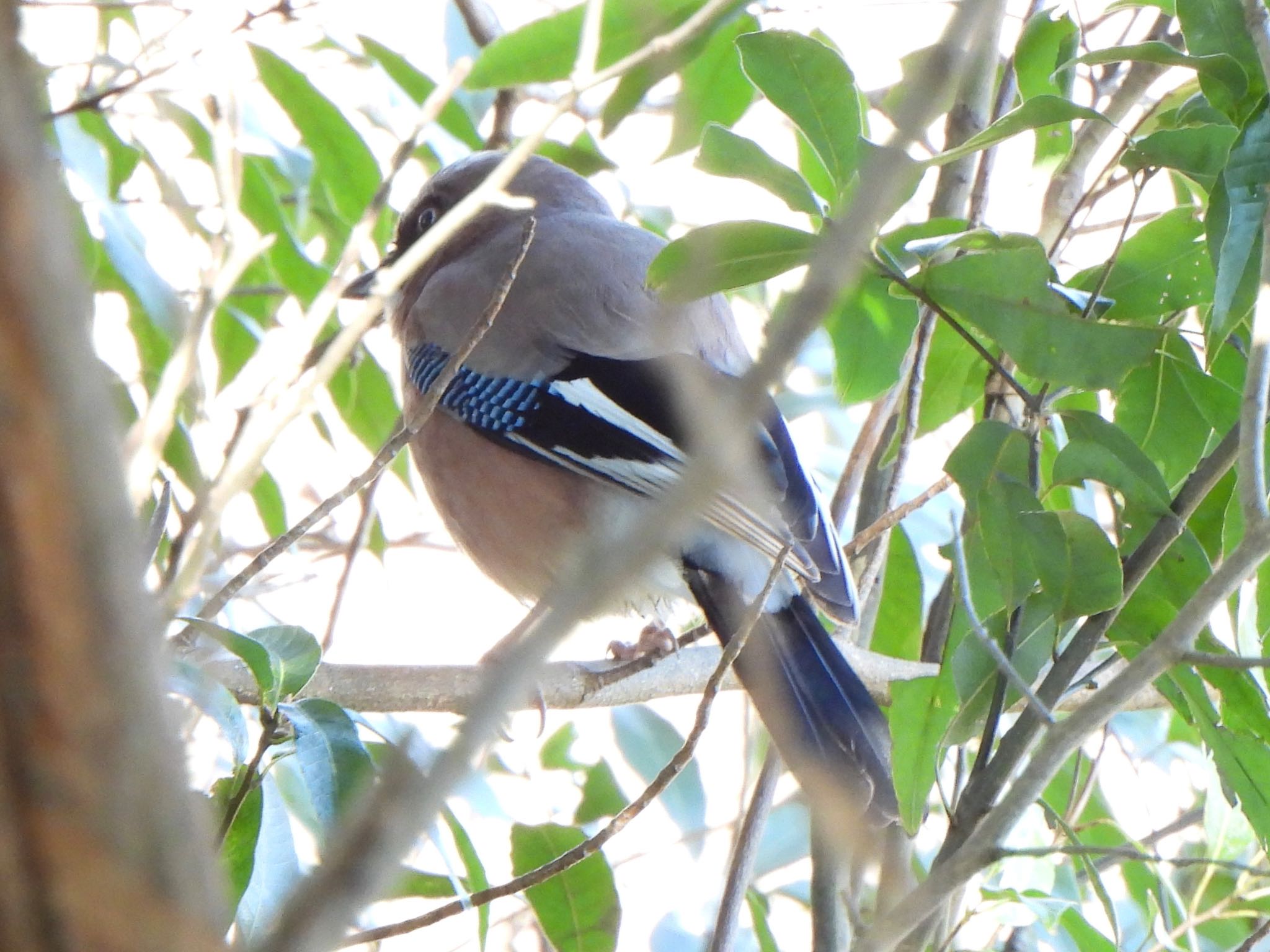 Eurasian Jay