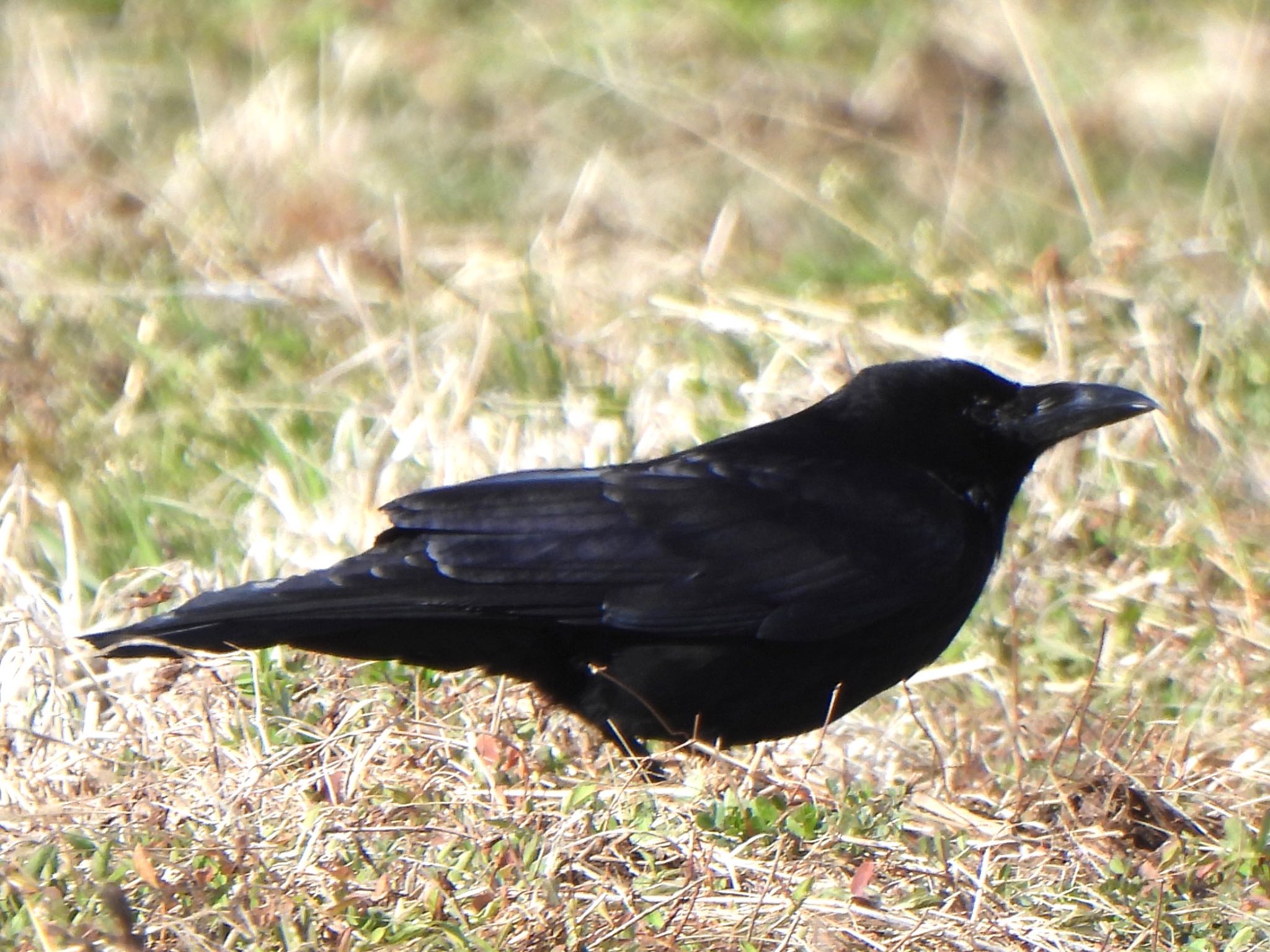 Carrion Crow