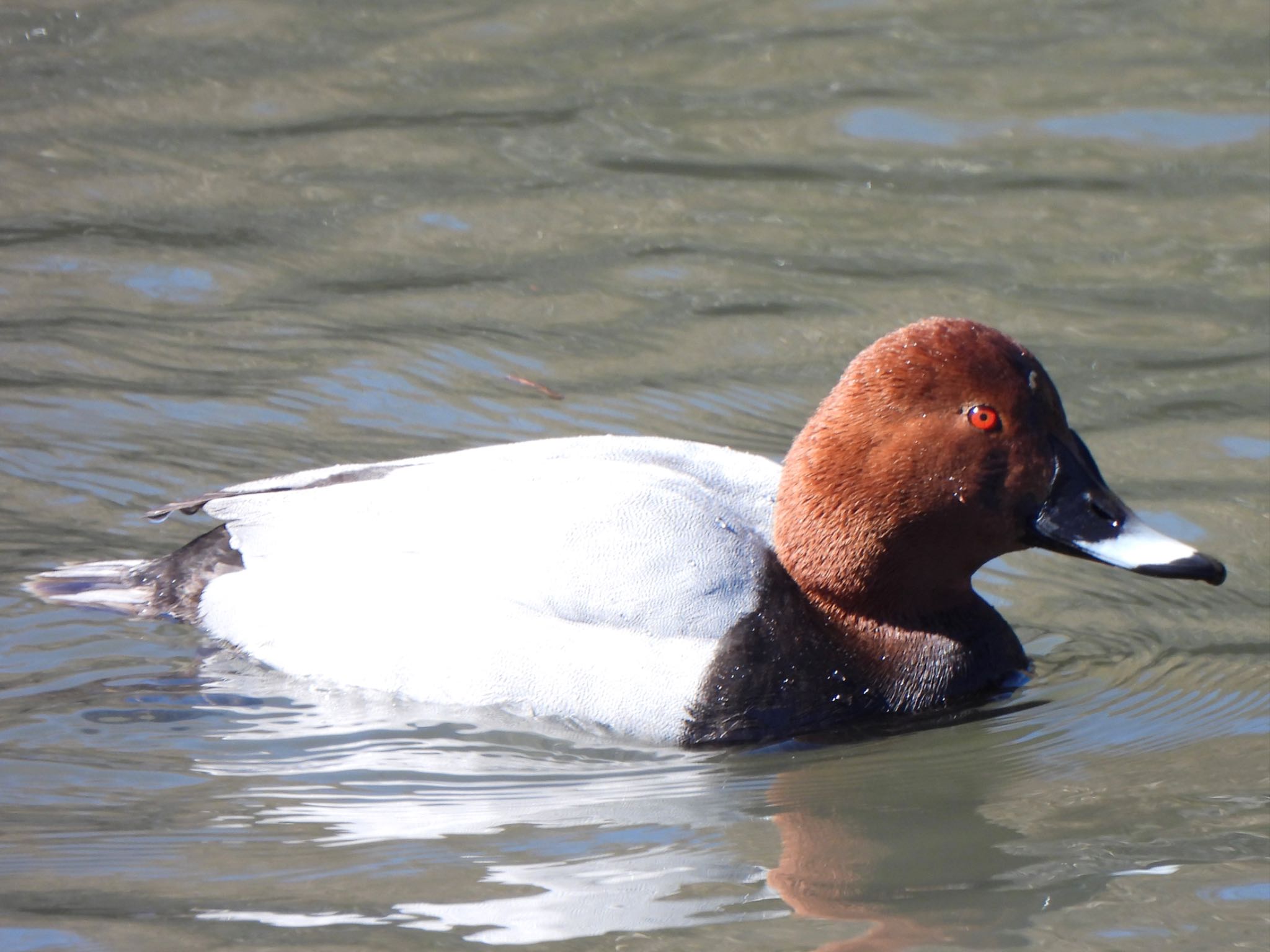 Common Pochard