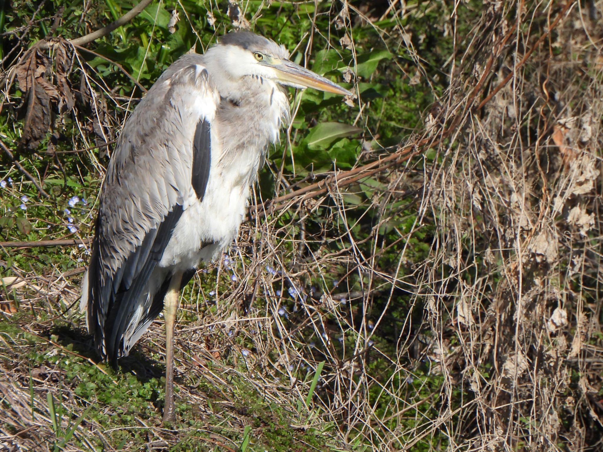 Grey Heron