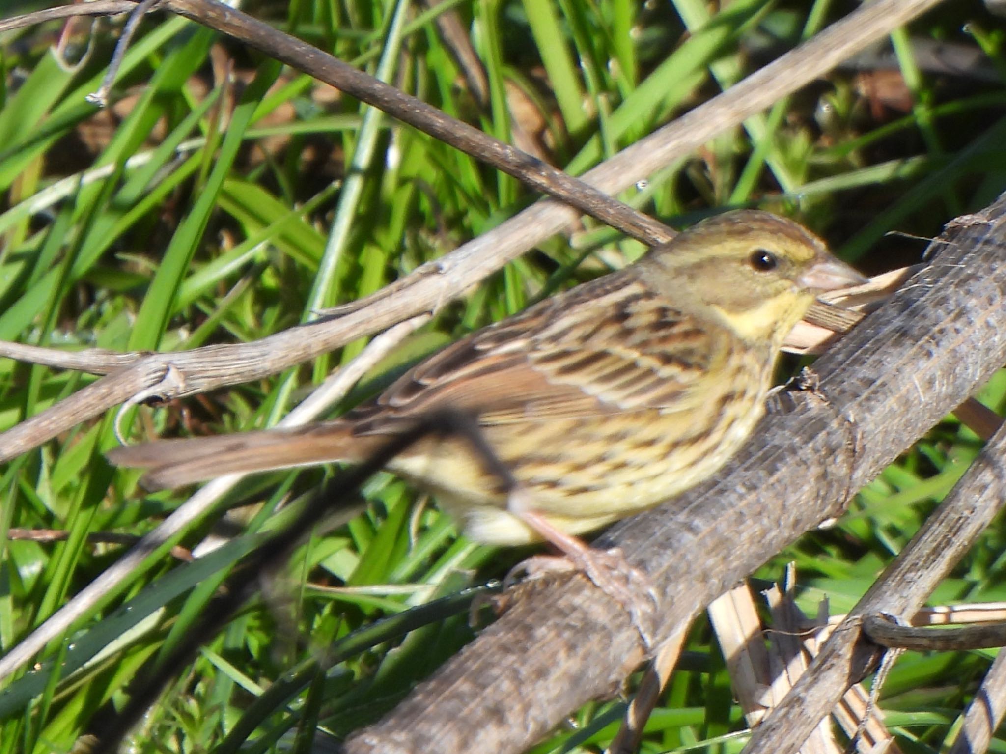 Masked Bunting